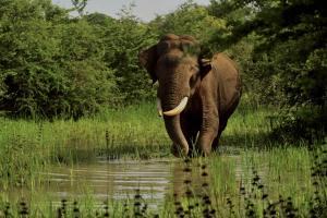 an elephant walking through a body of water at Allure Yala - Lakeside Luxury Suites in Yala