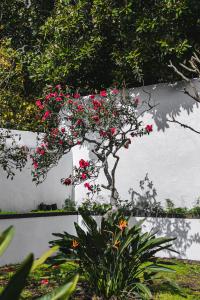 Une plante avec des fleurs rouges sur le mur dans l'établissement Quinta dos Mistérios- Turismo de Habitação, à Fajã de Santo Amaro