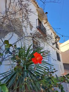 サロブレーニャにあるLa Casa de Aliciaの建物前の植物の赤花