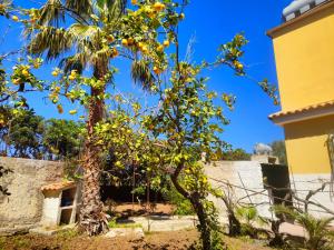 a tree with yellow fruit on it next to a building at Villa Gioia Relais in Avola