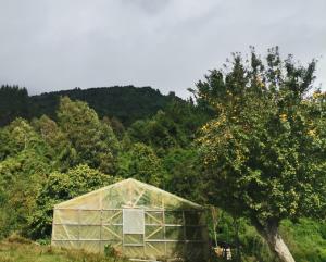 un invernadero en un campo junto a un árbol en Cabañas Piukewen, en Riñinahue