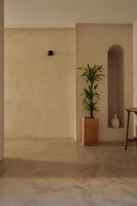 een potplant in een lege kamer met een tafel bij Casa Uva - Boutique Guest House in Vejer de la Frontera
