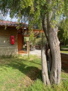 un árbol sentado en el césped junto a una casa en Complejo Turístico Choapa Lindo, en Choapa