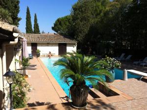 una palmera en una olla junto a una piscina en De la suite dans les oliviers, en Gallargues-le-Montueux