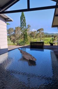 un oiseau assis au-dessus d'une piscine d'eau dans l'établissement Chambres d'hôtes Tontouta Tamoa, à Païta