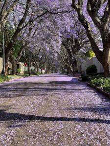 a tree lined road with purple flowers on it at Charming cottage in lush Melrose Garden in Johannesburg