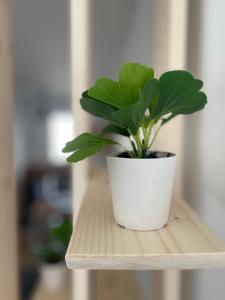 une plante dans un pot blanc sur une étagère en bois dans l'établissement ALP Chartres - Grand studio avec terrasse et parking, à Chartres