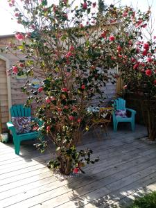 een boom met rode bloemen en twee stoelen op een terras bij O Douceurs Sucrées Cabourg in Cabourg