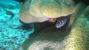 Un pesce si nasconde in una barriera corallina di The Swahili House a Zanzibar City