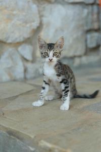 a kitten sitting on the ground in front of a stone wall at Chalet on a green beachy village! in Vlakhiá