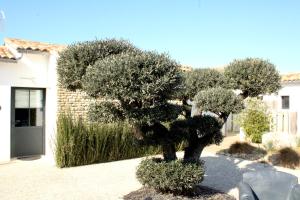a tree in the middle of a courtyard at Fleur de Ré in Loix