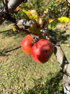 deux pommes suspendues sur une branche d'arbre dans l'établissement MELA, à Materija
