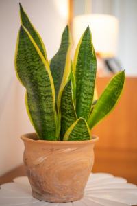una planta en un jarrón sentado en una mesa en SeaView Apartment Ploce, en Dubrovnik 47 fotos más