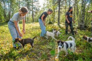 un grupo de mujeres de pie en el bosque con perros en Pinetree Lodge en Kangos