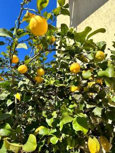 an orange tree with lots of oranges on it at Appartamento Albatros in Ribolla