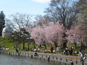 grupa ludzi spacerujących po parku z różowymi drzewami w obiekcie Mimatsuso Ryokan w mieście Asahikawa