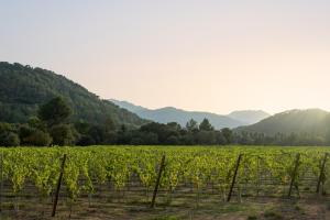 a field of vines with mountains in the background at Rondaia in Esporles