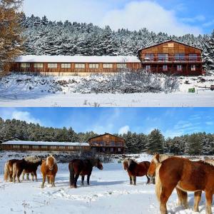 Zvieratá v ubytovaní bed & breakfast alebo blízkom okolí