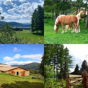 Zvieratá v ubytovaní bed & breakfast alebo blízkom okolí