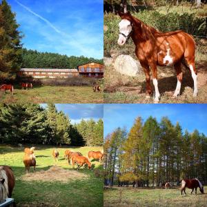 Zvieratá v ubytovaní bed & breakfast alebo blízkom okolí