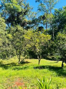 um grupo de árvores num campo com relva verde em Casa de Campo La Olivia em Eldorado