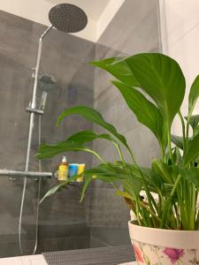 una maceta sentada en una mesa en un baño en Split apartment - 5 min by car to the beach & city center - free public parking, en Split