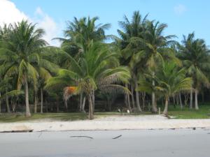 
a beach scene with palm trees and palm trees at Coconutbeach Bungalows in Koh Rong Island
