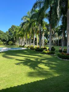Une rangée de palmiers dans un parc dans l'établissement Finca San José los Naranjos, à Santa Marta