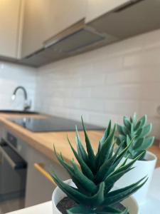 a green plant in a white pot on a kitchen counter at Klaipeda Center Apartment in Klaipėda