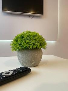 a plant in a pot next to a remote control at Klaipeda Center Apartment in Klaipėda