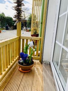 a porch with a potted plant on a wooden deck at Kajüthus Apartment 6 in Fehmarn