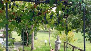 un montón de uvas azules colgando de un árbol en Etna, salvia e rosmarino, en Maletto