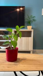 a potted plant sitting on a table in front of a tv at Theseus Retreat 10 min walk from the Acropolis in Athens