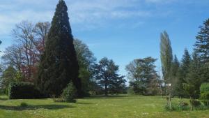 a large pine tree in a grass field at Manoir 19e vallée Chevreuse, idéal JO Paris 2024 in Le Mesnil-Saint-Denis