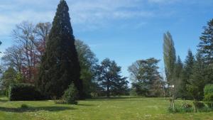 a large pine tree in a grass field at Manoir 19e vallée Chevreuse, 30km de Paris in Le Mesnil-Saint-Denis