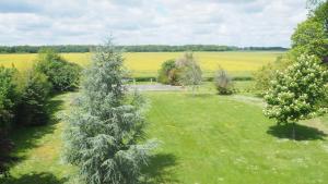 um campo verde com um pinheiro em primeiro plano em Manoir 19e vallée Chevreuse, idéal JO Paris 2024 em Le Mesnil-Saint-Denis