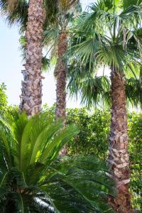 un gruppo di palme in un giardino di Villa Lazzari B&B Tra i due Mari a Maglie