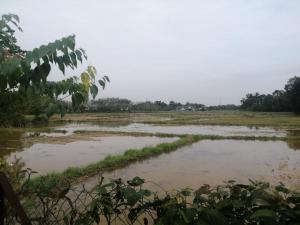a flooded field with trees in the background at Homestay Insan in Melur