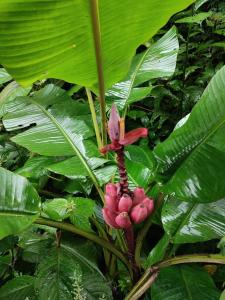 una planta con flores rojas y hojas verdes en Papaya Wildlife Lodge, en Cahuita