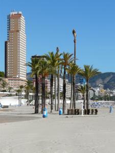 
a beach with palm trees and palm trees at Apartamentos Beni-Beach in Benidorm
