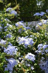 un bouquet de fleurs bleues dans un jardin dans l'établissement Villa in Skiathos, à Kechria