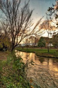 un ruisseau d'eau avec un arbre dans un parc dans l'établissement הפינה בנחל, à Hagoshrim