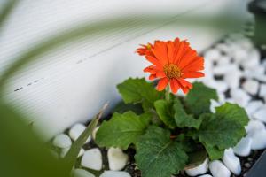 Zahrada ubytování Villa Eunomia