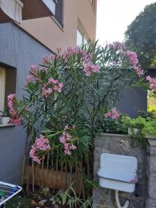 a plant with pink flowers next to a toilet at Apartman Modric Draga in Mošćenička Draga +1 photo