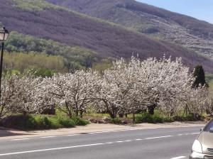 una fila de árboles con flores blancas al lado de una carretera en Apartamentos Atenea Jerte, en Jerte