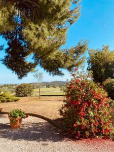 a tree with red flowers in a park at Agricampeggio La Piaggia - Agriturismo in Piombino