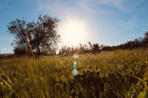 a field of tall grass with the sun in the background at Agricampeggio La Piaggia - Agriturismo in Piombino