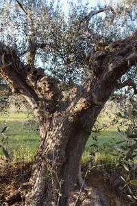 a close up of the trunk of a tree at Agricampeggio La Piaggia - Agriturismo in Piombino
