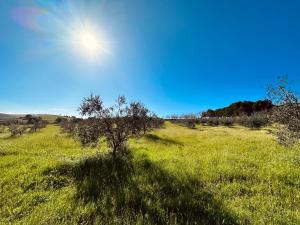 a tree in a field with the sun in the sky at Agricampeggio La Piaggia - Agriturismo in Piombino