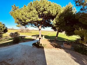 a tree on the side of a road at Agricampeggio La Piaggia - Agriturismo in Piombino